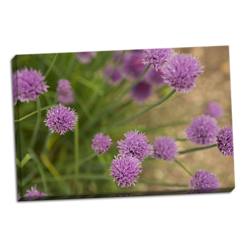 « purple fleur ball i », reproduction de photo, H 16 po x l 24 po x P 0,75 po, Toile tendue