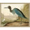 Audubons Blue Heron 2 Print