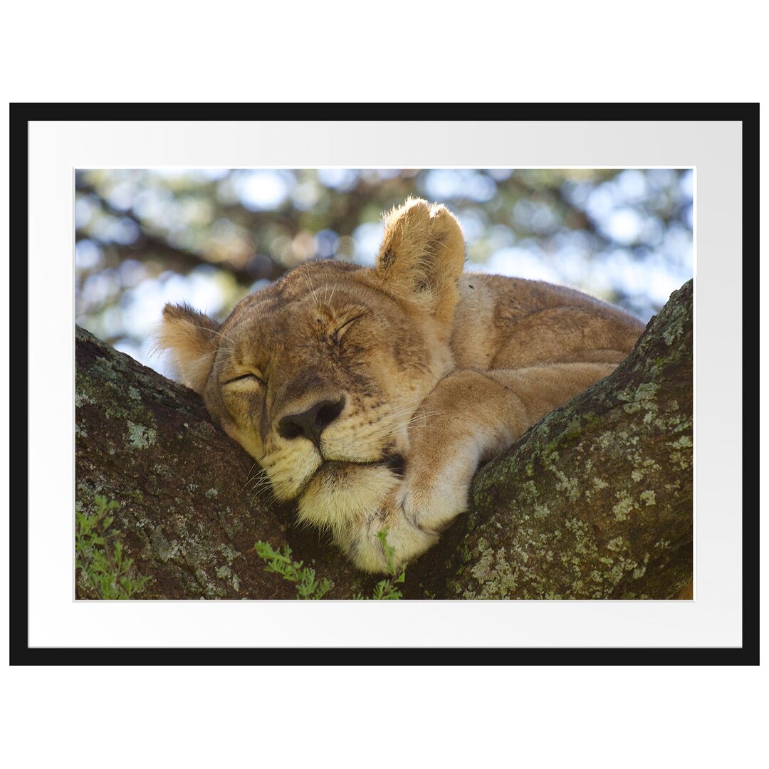 Gerahmtes Poster Müde Löwin ruht auf Baum