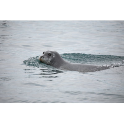 Bearded Seal in the Arctic 1 Piece Wrapped Canvas Wall Art