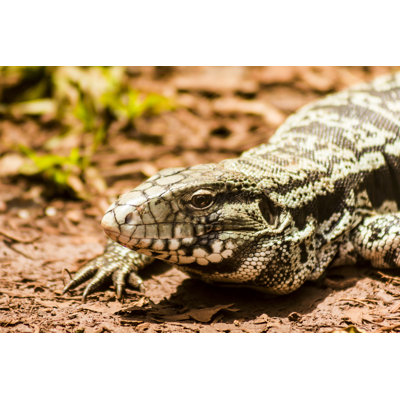 Black And White Tegu Lizard by MaFelipe - Wrapped Canvas Print