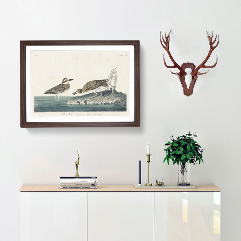 Wilsons Plover Birds by John James Audubon - Picture Frame Painting Print, Walnut Framed, 36cm H x 48cm W x 2cm D