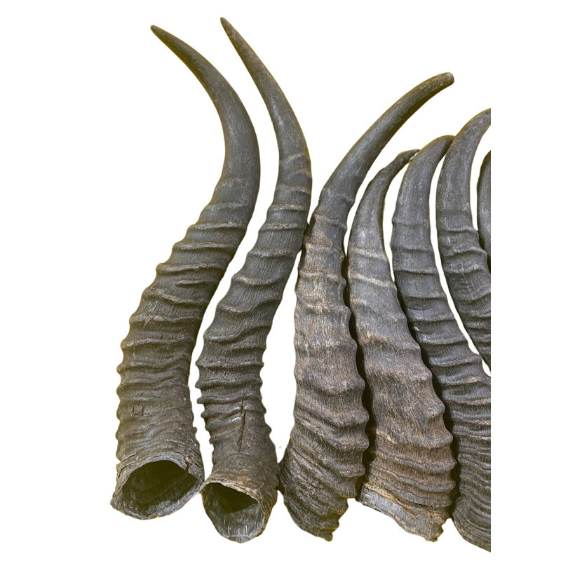 Natural Springbok Horns (Set of 2/Left And Right)