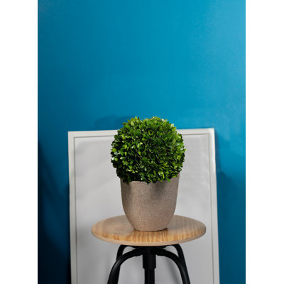 Gracie 8'' Boxwood Topiary