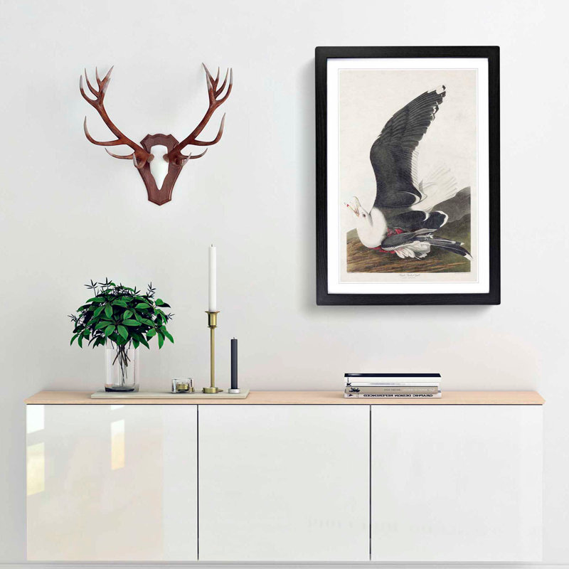 Black-Backed Gull by John James Audubon - Picture Frame Art Print, 65cm H x 48cm W x 2cm D, Black Framed