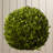 Nigel Buxus Preserved English Boxwood Ball 10 in.