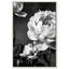 Still Peony Print by Oliver Gal-796334176-796334179