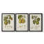 Vintage Pears IV, reproduction encadrée de qualité supérieure - prête à être accrochée-1871717219-1871717212-1871768858