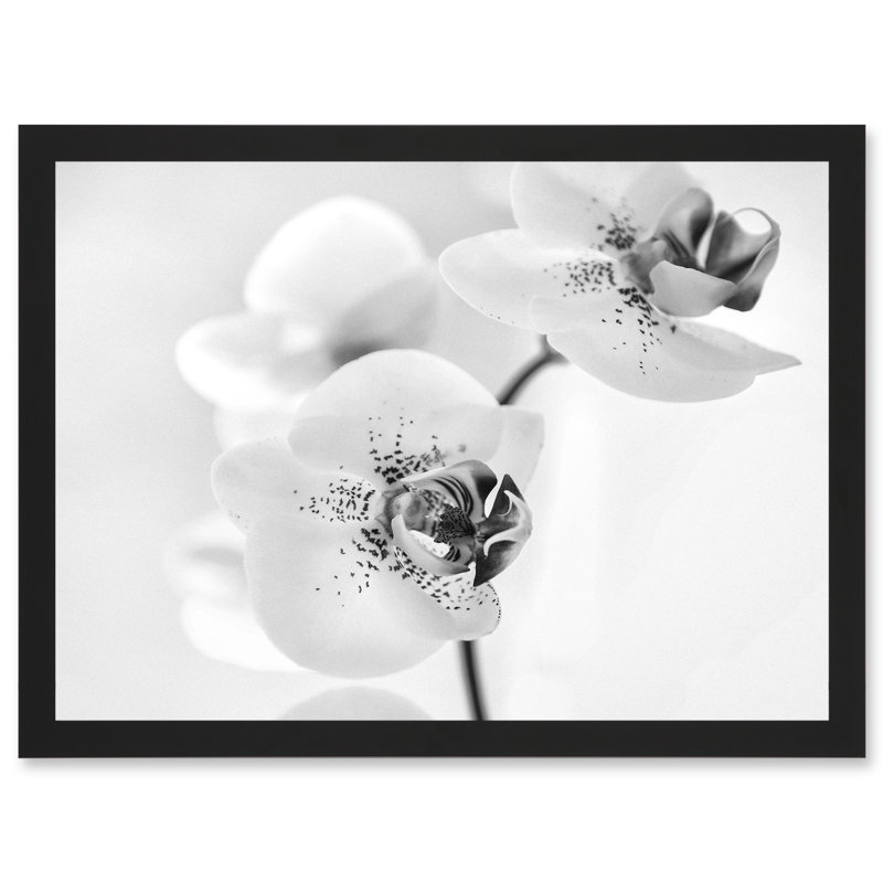 Orchid Flower Black White 1 Piece Single Picture Frame Wall Art