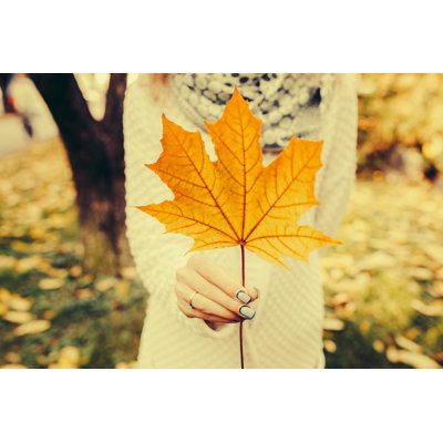 Elverta Autumn Leaves - Wrapped Canvas Print