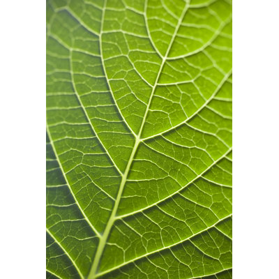 Feuille par Malerapasso