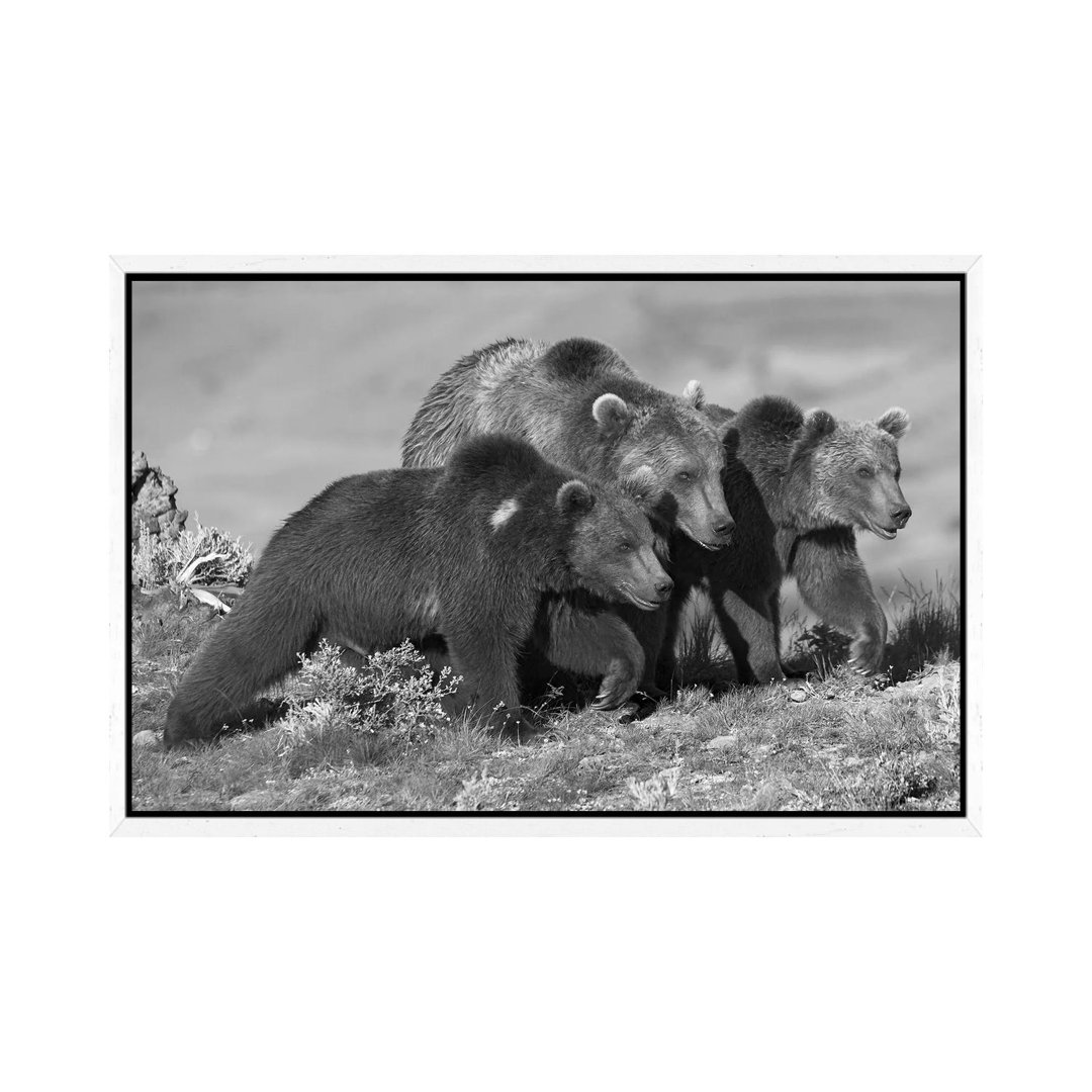 Grizzly Bear Mother With Two One Year Old Cubs, North America von Tim Fitzharris - Gallery-Wrapped Canvas Giclée