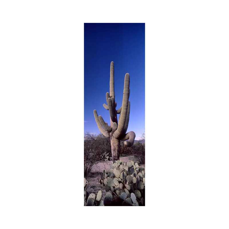 Low Angle View Of A Saguaro Cactus - Wrapped Canvas Panoramic Print, 30.48 cm H x 91.44 cm W x 1.91 cm D