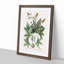 Green Lizard by Mark Catesby - Picture Frame Painting Print-55736234-55736238