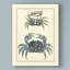 «Antique Blue Crabs II» par Vision Studio, impression sur toile tendue-33522783