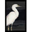 «Heron On Black II» par Lanie Loreth, reproduction sur toile-31936871-31936680-119811937