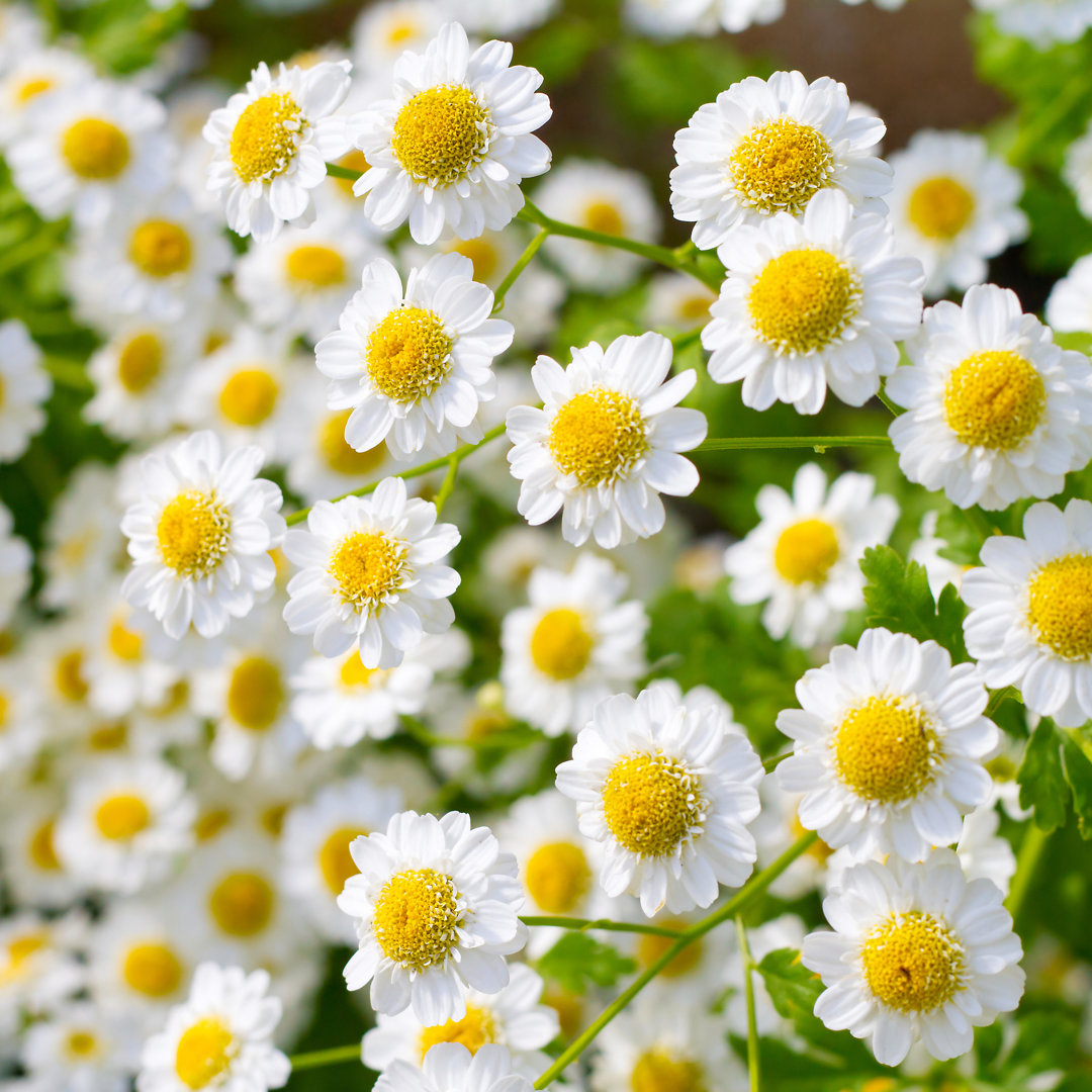 Reyno Small Sunny Chamomile - Leinwandfoto im Wickel