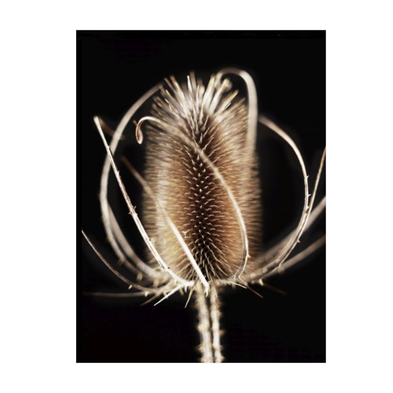 Thistle Détail III par Chris Dunker - impression, H 32 po x l 24 po x P 1,5 po, Extérieur