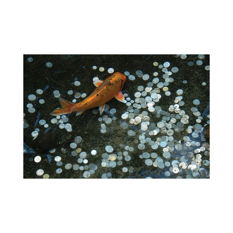 Koi With Coins In A Display At The Taronga Zoo by Joel Sartore - Gallery-Wrapped Canvas Giclée on Canvas, Canvas