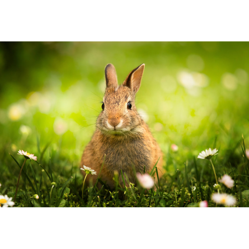 Close-up of Wild Bunny in the Meadow with Daisies 1 Piece Wrapped Canvas Wall Art, 30cm H x 46cm W x 3.8cm D