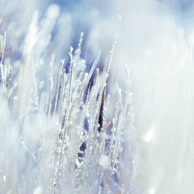 Grass With White Frost by Mmeemil - Wrapped Canvas Print