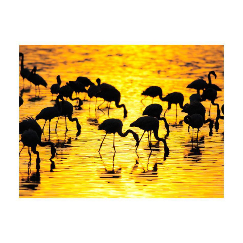 Amayra, Kenya: Flamants roses au bord du lac Nakuri, L 10,08 pi x l 13,08 pi