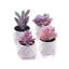 Mini ensemble de plantes vibrantes mauve