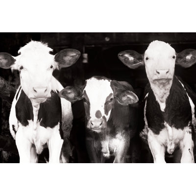 Cow II - Painting Print