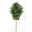 Ficus Artificial Tree