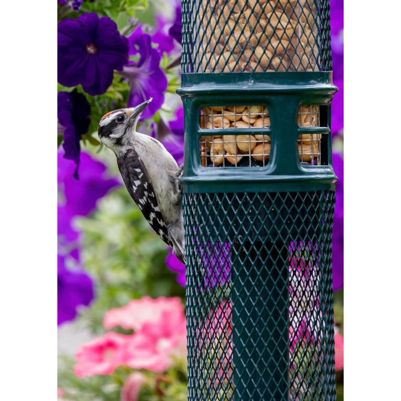 Brome Squirrel Buster Squirrel-Proof Bird Feeder for Nuts