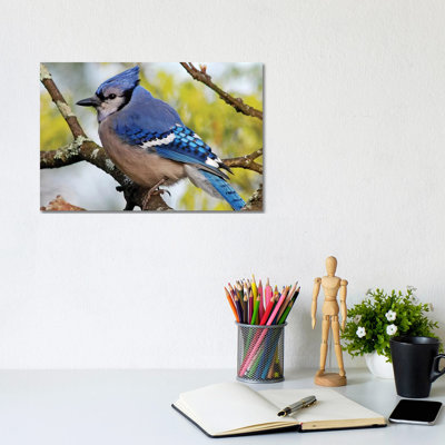 Summer Jay by Brian Wolf - Wrapped Canvas Gallery-Wrapped Canvas Giclée