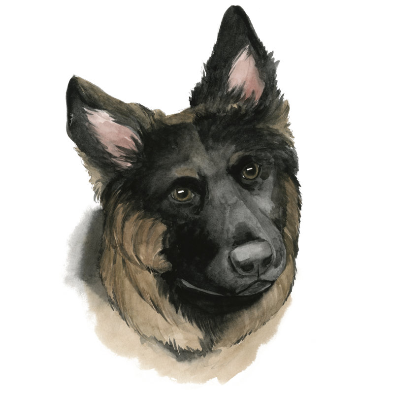 Human's Best Friend II by Grace Popp - Wrapped Canvas Painting, 51cm H x 51cm W