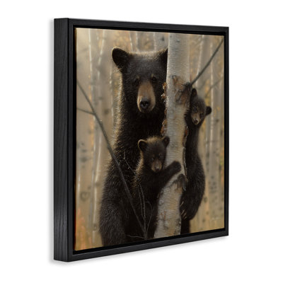 Forest Black Bear and Cubs Grey Framed Floater Canvas Wall Art by Collin Bogle