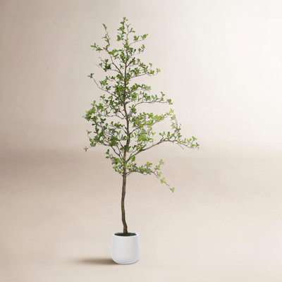George Olive Tree in Pot