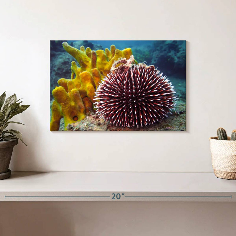Sea Urchin, H 8 po x l 12 po