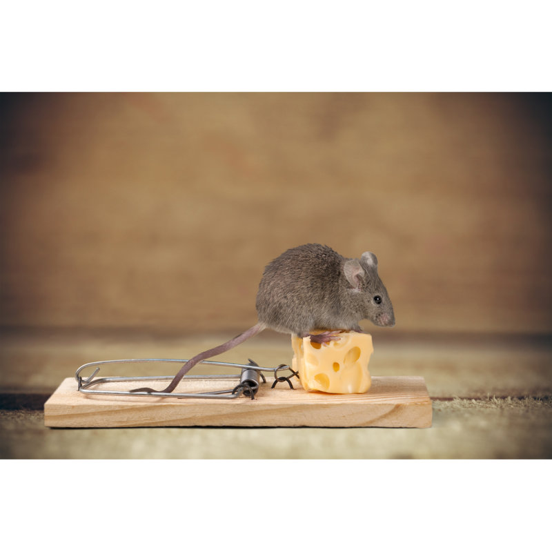 Souris, H 8 po x l 12 po x P 1,25 po
