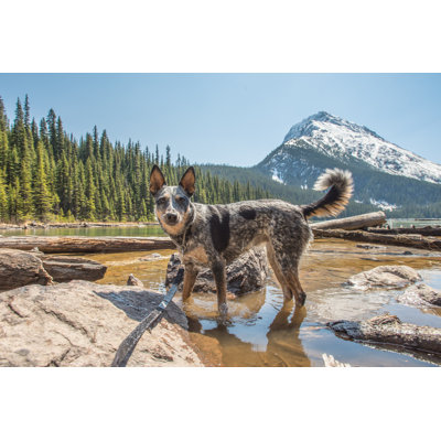 " Hiking Dog " by Bgsmith