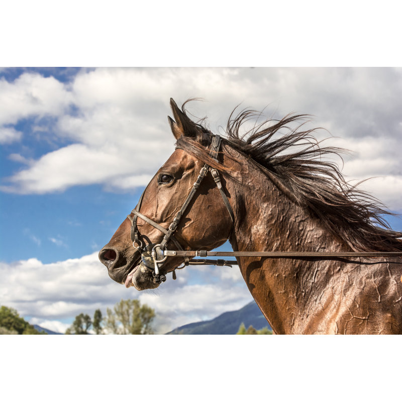Horse On Harness Racing Competition by Zoran Kolundzija - Wrapped Canvas Print, 81cm H x 122cm W