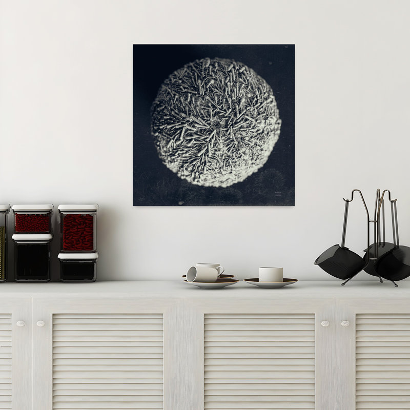 Oursin côtier nature morte iv avec art blanc Bw, H 18 po x l 18 po