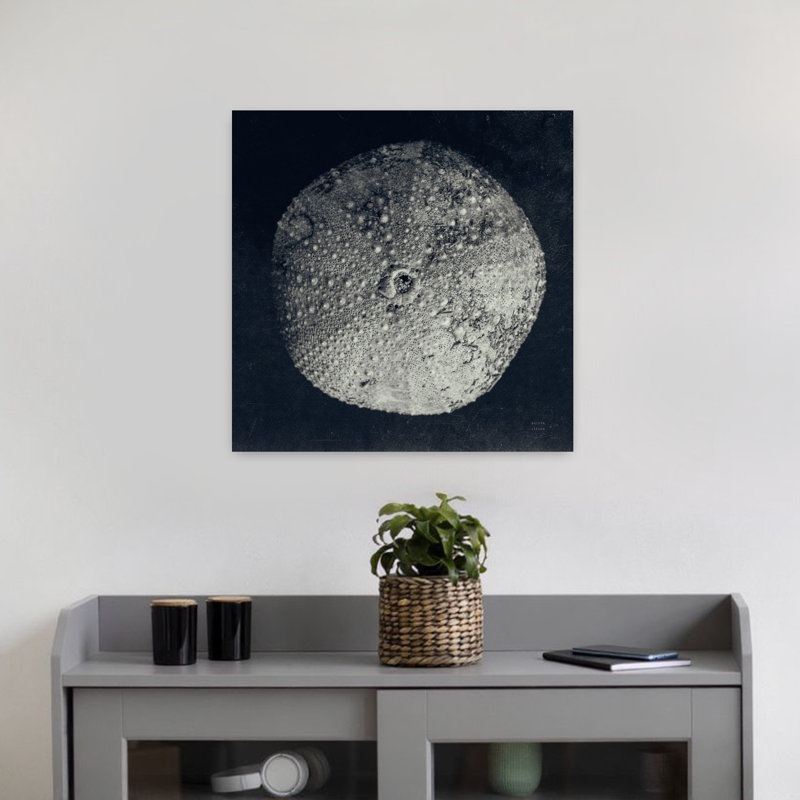 Oursin côtier nature morte III avec art blanc Bw, H 18 po x l 18 po
