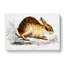 Chinese Hare by John Edward Gray - Wrapped Canvas-55370437