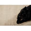 Hand Woven Area Rug-1774251715