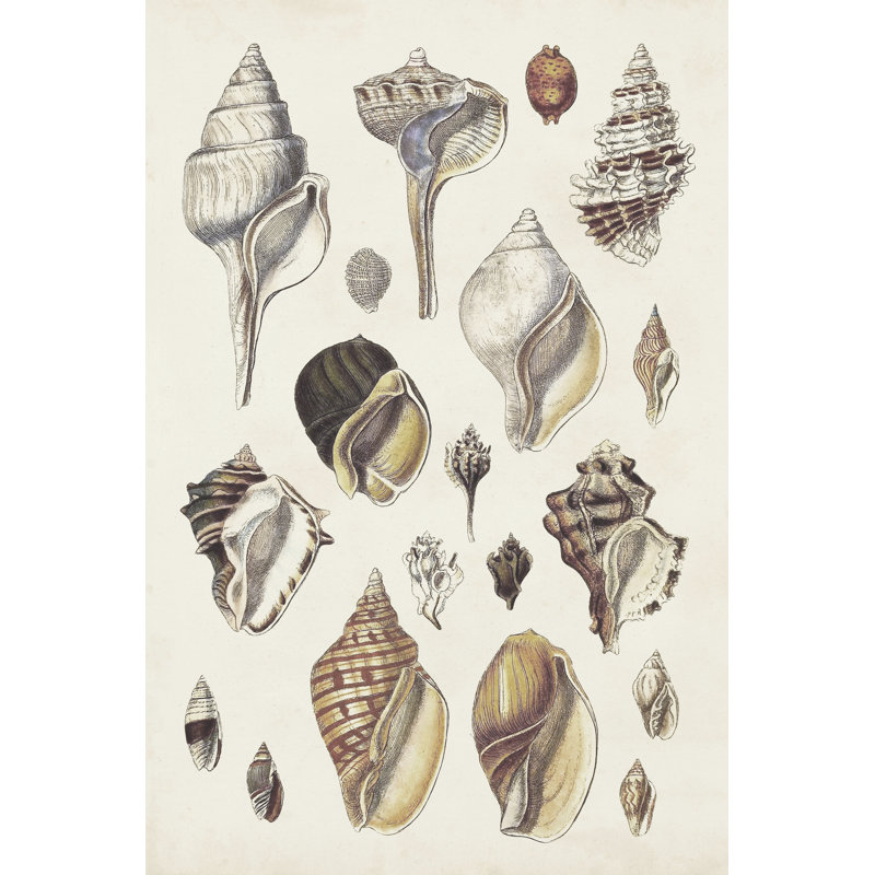 Seashell Array II - Wrapped Canvas Print, 91cm H x 61cm W