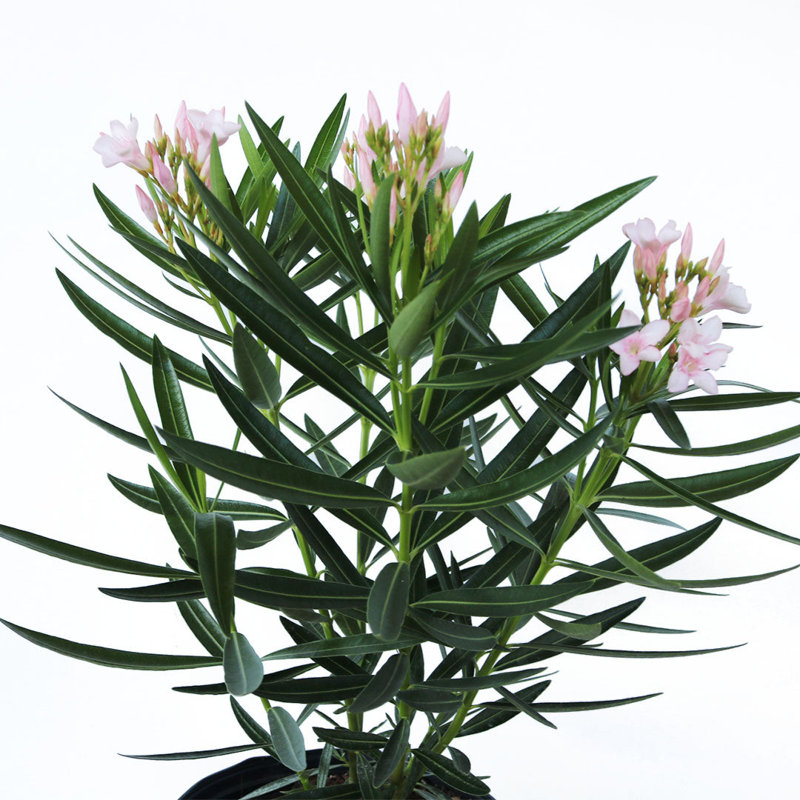 Petite Pink Dwarf Oleander Flowering Shrub in 10-Inch Pot