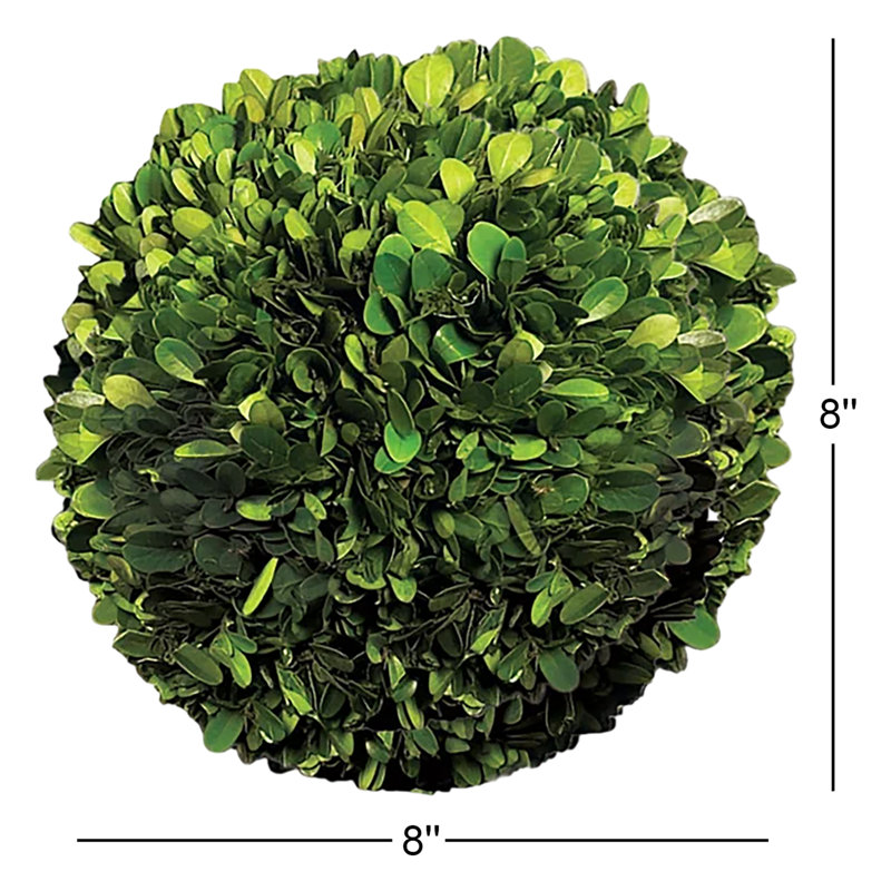 Preserved Greens Topiary, Hedge Plant in, 8" H x 8" W x 8" D