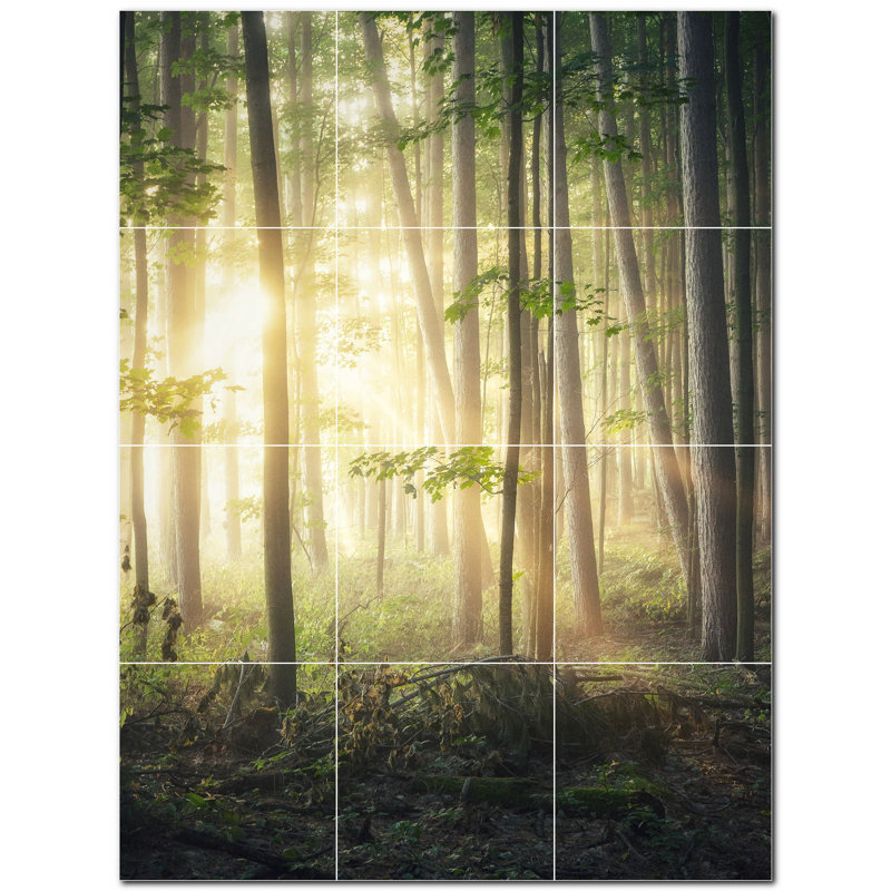 Photo d'arbres 8 x 8