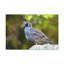 Impression sur toile majestueuse-597558648