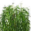 180cm Lifelike Artificial Willow Tree in Pot