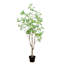 5 pi. Cornouiller artificiel-1208039524