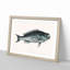 Blue Fish by Mark Catesby - Picture Frame Painting Print-55687175-55687174